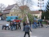 Maibaum 186